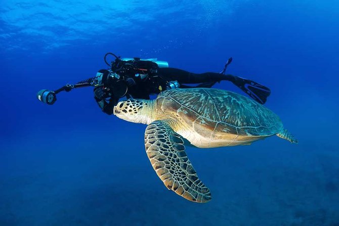 DISCOVER Scuba Diving Experience in Honolulu - The Sum Up