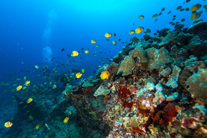 DISCOVER Scuba Diving Experience in Honolulu - Who Should Consider This Tour?