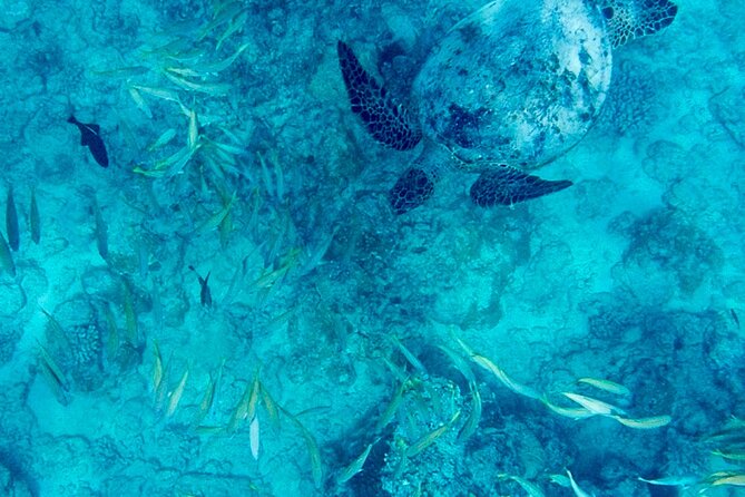 Snorkeling Adventure at Turtle Canyon - Discover the Underwater World with the Snorkeling Adventure at Turtle Canyon