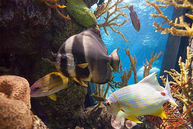 Chicago CityPASS® - Who Will Love the Chicago CityPASS®?