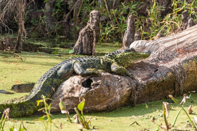 Private Day Tour from New Orleans to the Bayou and Swamps - Exploring the Wetlands: The Grand Bayou Drive