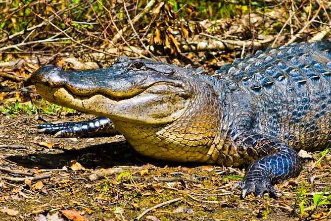 New Orleans Large Airboat Swamp Tour - What’s Included and What to Expect