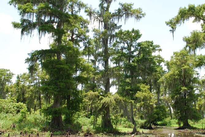 Private Airboat Swamp Tour - Key Points