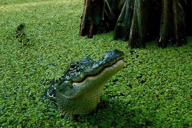 Private Airboat Swamp Tour - Discover the Louisiana Swamp with a Private Airboat Tour