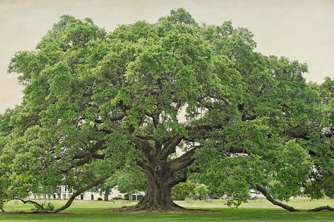 St. Joseph Plantation Tour - The Sum Up: Why It’s a Worthwhile Trip