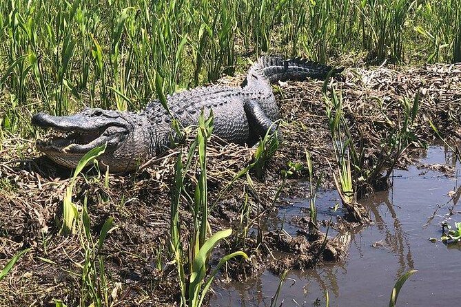 Airboat Ride with Transportation from New Orleans - Experience the Wild Side of Louisiana: Airboat Ride with Transportation from New Orleans