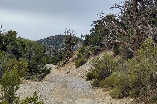 Red Rock Canyon Half Day Jeep Tour Offroad Adventure - Authentic Experiences and Traveler Feedback