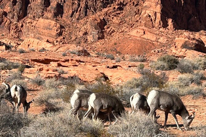 Private Valley Of Fire Tour from Las Vegas - Final Thoughts: Who Will Love This Tour?