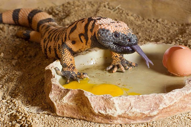 Skip the Line: Springs Preserve in Las Vegas Admission Ticket - Final Thoughts