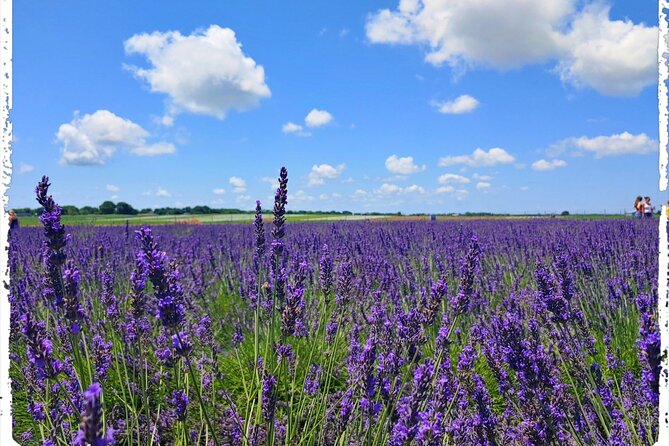 Lewin Farms, Lavender By The Bay and Tanger Outlets Full-Day Tour - Practical Details and What to Know