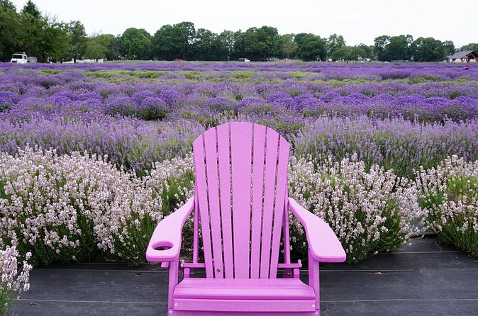 Lewin Farms, Lavender By The Bay and Tanger Outlets Full-Day Tour - FAQ