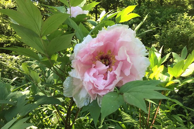 Central Park Guided Walking Tour - Frequently Asked Questions