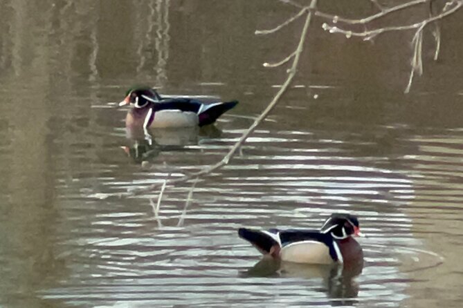 NYC Beginner Private Birdwatching Tour - An In-Depth Look at the Itinerary