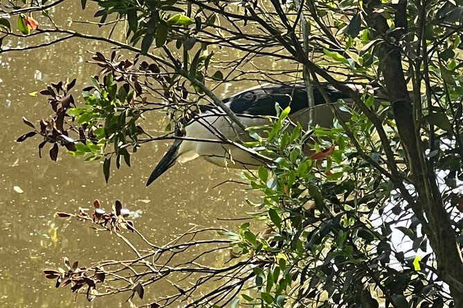 NYC Beginner Private Birdwatching Tour - Good To Know