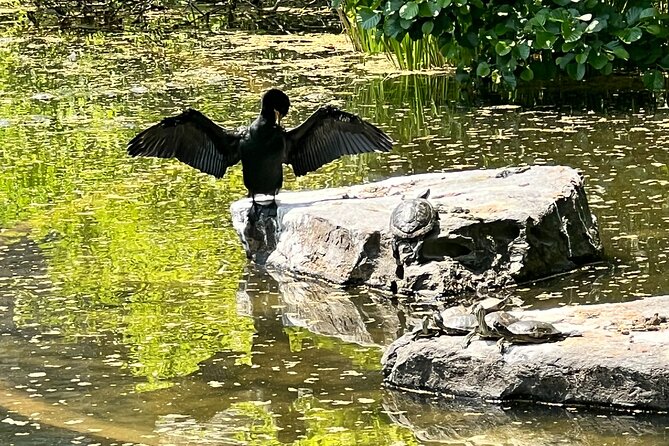 NYC Beginner Private Birdwatching Tour - Why This Tour Works for Different Travelers