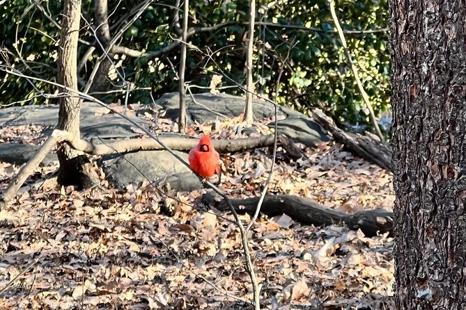 3 stops Central Park Pedicab Tour Customizable Landmarks - What Travelers Say and Why It Matters