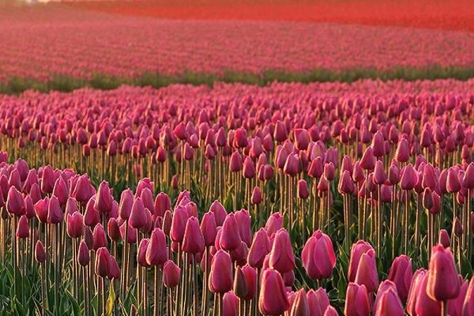 Skagit Valley Tulip Festival Day Tour from Seattle - Authentic Perspectives from Past Travelers