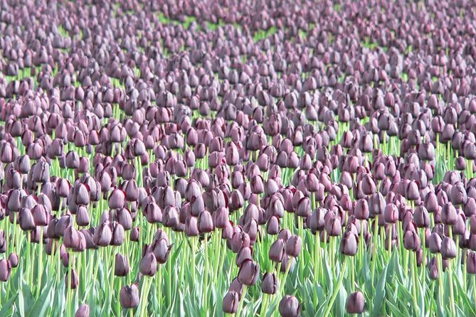 Skagit Valley Tulip Festival Day Tour from Seattle - Practical Details: What You Need to Know