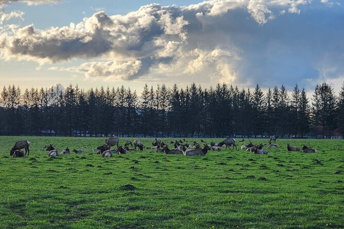 Snoqualmie Falls VIP Tour and Hiking Escape Up to 7 Passengers - Final Thoughts: Is This the Right Tour for You?
