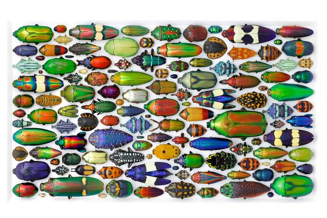 Exquisite Creatures Exhibit By Christopher Marley - Who Should Visit?