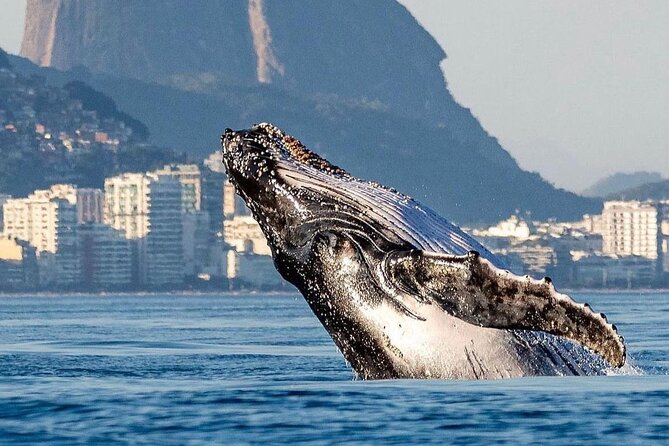 Boat Tour - Snorkeling with Turtles or Whale Watching Experience - The Itinerary: What to Expect