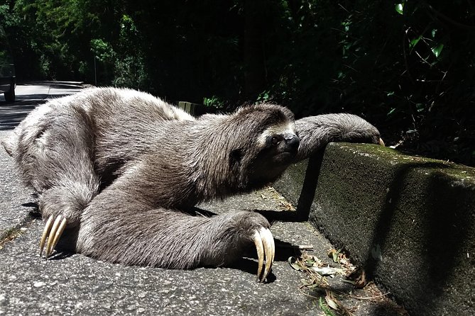 Tijuca Forest Hiking tour - Rio de Janeiro by Rio Eco Trip - A Detailed Look at the Tijuca Forest Hike