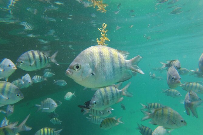 Ilha Grande with Speedboat Tour - From Rio de Janeiro - What the Tour Includes and What to Consider