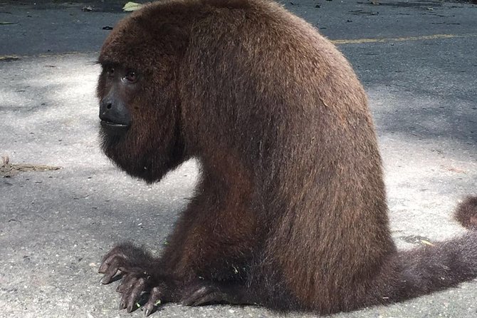 Rio de Janeiro private Full day Custom Tours - Experience Rio de Janeiro Your Way with a Private Full Day Tour