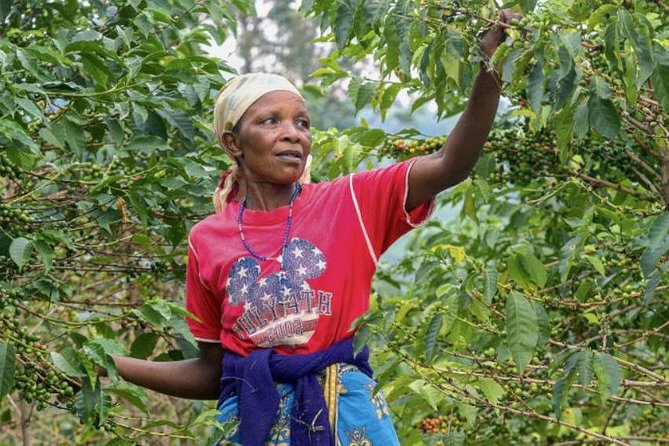 Original Historic Coffee Farm Guided Tour with Transfer - A Detailed Look at the Coffee Farm Tour