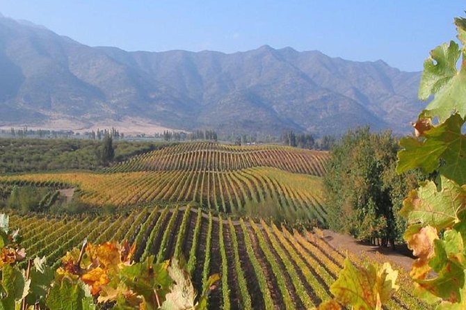 Colchagua Valley Viñas Viu Manet and Montes Alfha - What to Keep in Mind