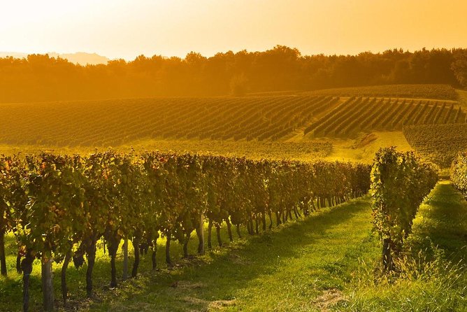 Colchagua Valley Viñas Viu Manet and Montes Alfha - A Deep Dive into the Colchagua Valley Wine Tour Experience