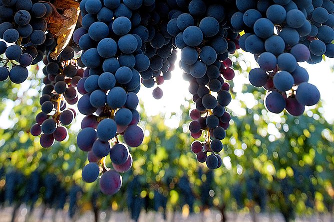 "Premium Wine Tour" Viña Cousiño Macul Official english - A Detailed Look at the Vineyard Tour