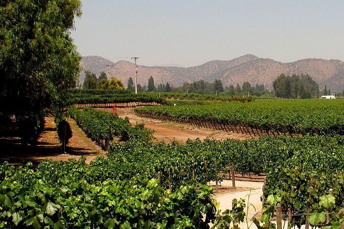 Concha y toro vineyard tour - In-Depth Review of the Concha y Toro Vineyard Tour