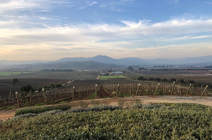 Wine Tasting Tour to Casablanca Valley (Wine Region) - Is This Tour Worth It?