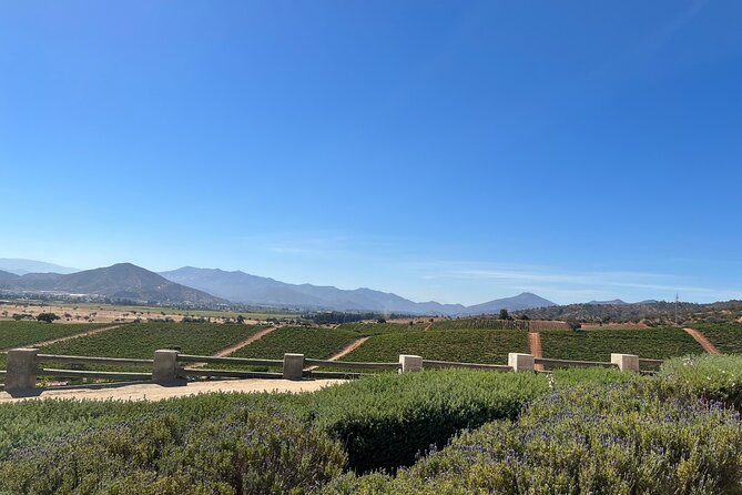 Wine Tasting Tour to Casablanca Valley (Wine Region) - Exploring the Casablanca Valley Wine Region: An Honest Review of a Guided Tour