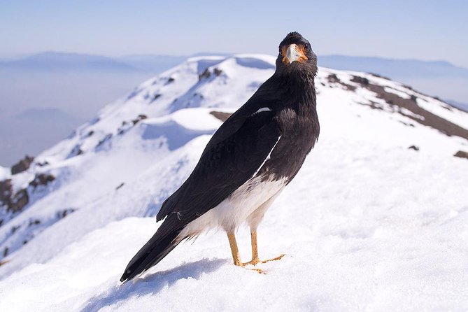 Experience Wildlife Encounter in Provincia Mountain of Chile. - Key Points
