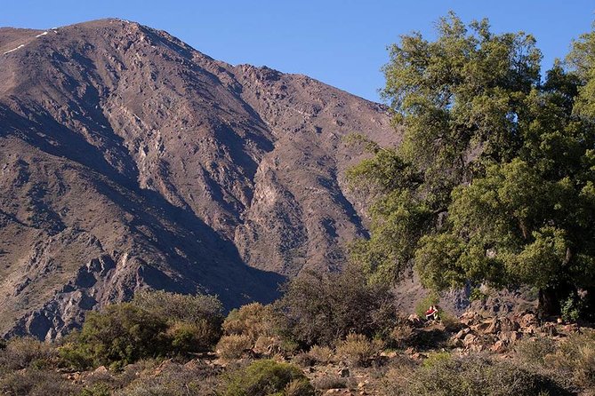 Experience Wildlife Encounter in Provincia Mountain of Chile. - A Detailed Look at the Provincia Mountain Wildlife Tour