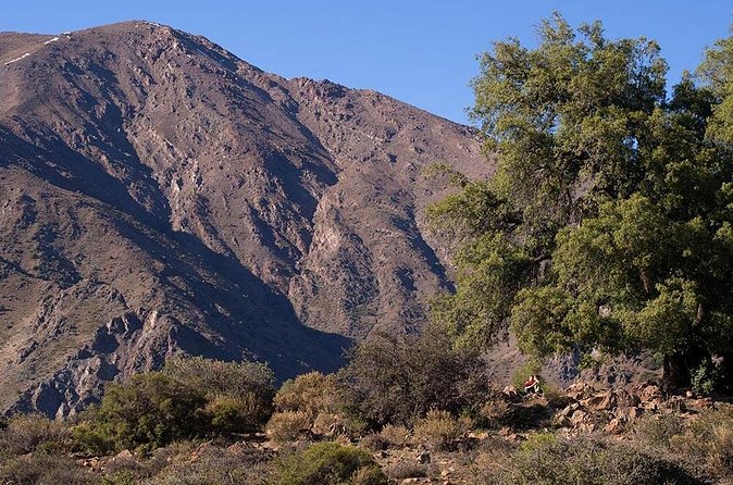 Experience Wildlife Encounter in Provincia Mountain of Chile. - The Sum Up