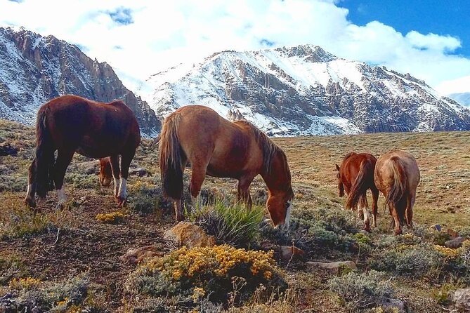 Portillo Inca Lagoon in Los Andes + Local Vineyard Tour - Authentic Experiences and Honest Insights
