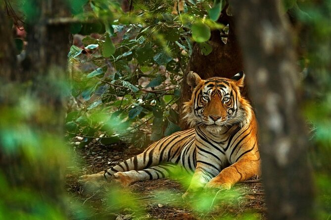 03 Days Private Wildlife Ranthambore Tiger Tour from Jaipur - Why Safaris and Wildlife Entry Fees Matter