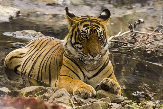 03 Days Private Wildlife Ranthambore Tiger Tour from Jaipur - Itinerary Deep Dive