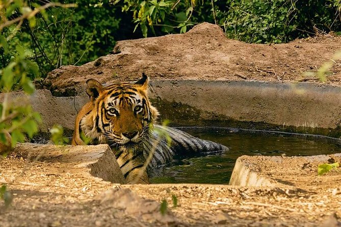 03 Days Private Wildlife Ranthambore Tiger Tour from Jaipur - What Past Travelers Say