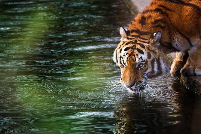 03 Days Private Wildlife Ranthambore Tiger Tour from Jaipur - Who Will Love This Tour?