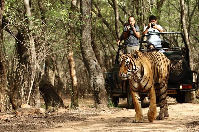 03 Days Private Wildlife Ranthambore Tiger Tour from Jaipur - A Closer Look at the 3-Day Private Wildlife Ranthambore Tiger Tour from Jaipur