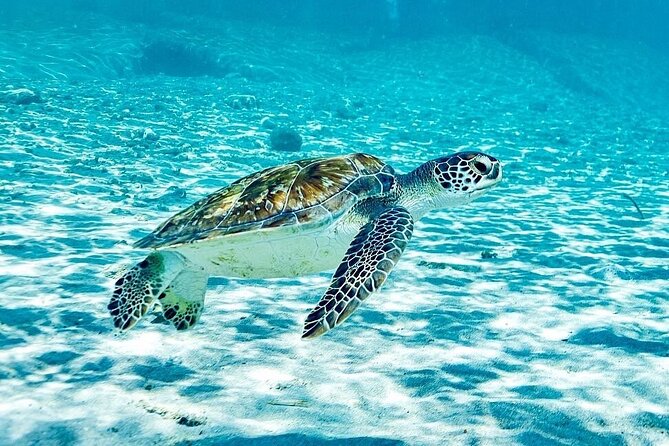 Island Treasures: Caves, Turtles and Turquoise Beach Break - Considerations and Tips for Your Day