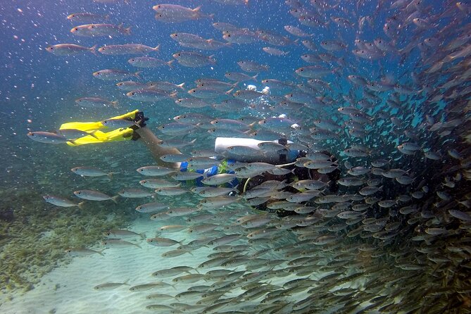 2 tank guided dive House Reef (Pierbaai Reef and Car Pile) - The Full Breakdown of the Experience