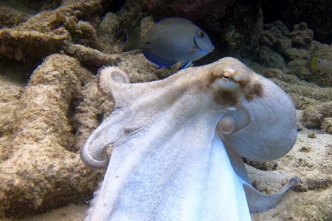 2 tank guided dive House Reef (Pierbaai Reef and Car Pile) - Final Thoughts: Is It Worth It?