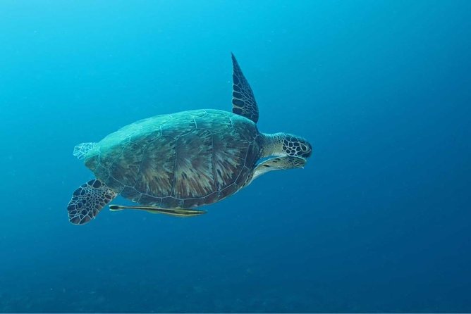 Introduction Shore Dive with Scubaçao (2 dives) - The Dive Experience: What to Expect