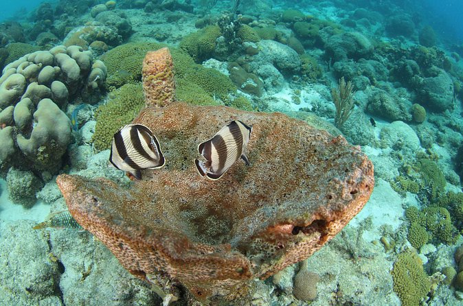 Introduction Shore Dive with Scubaçao (2 dives) - The Guides and Crew