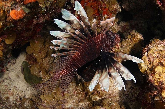 Introduction Shore Dive with Scubaçao (2 dives) - The Price and Value